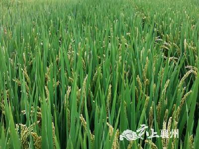 襄州区水稻高产栽培技术之---水稻旱育抛秧技术