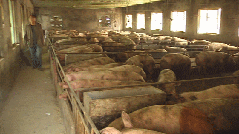 襄州：生猪产能加快恢复 着力提升保障能力