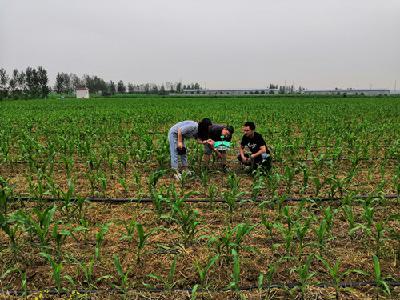 春玉米绿色生产技术