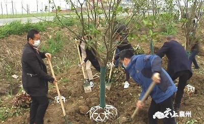 襄州：植树造林添绿意 人大代表在行动