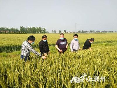 湖北省小麦病虫害督办指导组到襄州检查小麦病虫防治情况