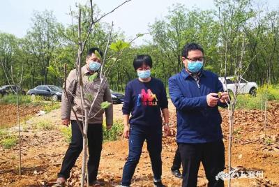 襄州区黄龙镇：植树造林齐参与  绿化环境显成效