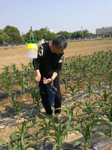 省小麦病虫害督办指导组到襄州检查小麦病虫防治情况