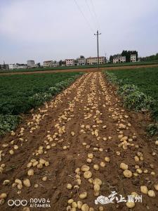 双膜马铃薯喜获丰收  亩纯收入5000元以上