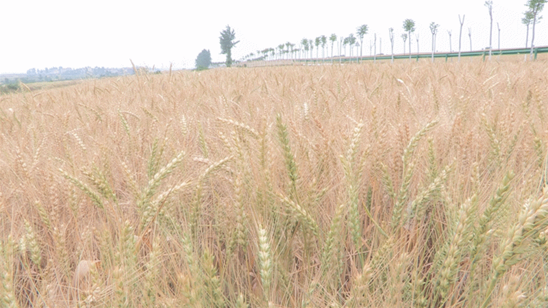 襄州区6万亩优质小麦长势喜人  丰收在望
