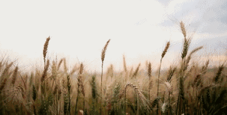襄州：大力发展优质小麦 扛稳粮食安全重任