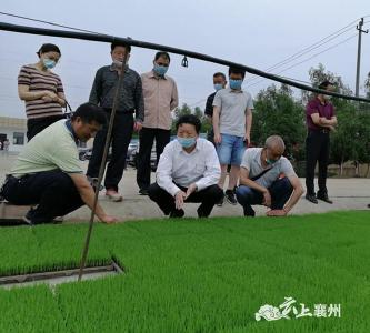 襄州区召开湖北省主要农作物秸秆还田关键技术示范现场会