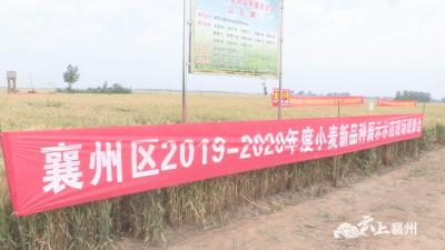 襄州区2020年小麦新品种展示示范观摩会召开 