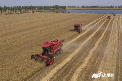 襄州：152万亩小麦开镰收割 10万农机鏖战“三夏”生产 