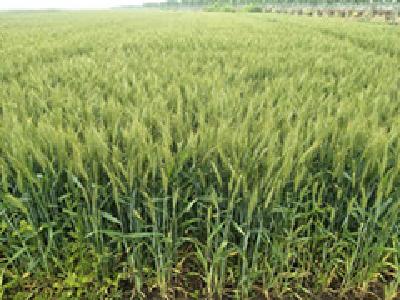 襄州区召开优质小麦示范观摩现场会