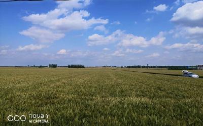 襄州优质专用小麦示范项目通过专家验收