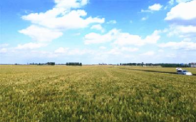 襄州：大力发展优质小麦   扛稳粮食安全重任
