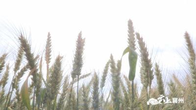 襄州: 积极推广小麦新品种新技术促小麦增收