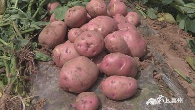 襄州区成功试种新品种马铃薯 亩产达7000斤