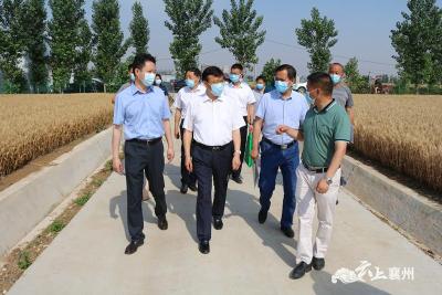 市领导调研襄州区“三夏”生产和乡村振兴美丽乡村建设