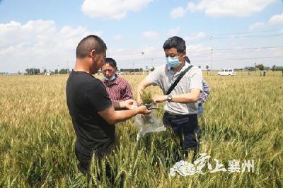 湖北省农业农村厅组织专家对襄州区优质专用小麦示范基地进行测产