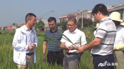 省调查总队调研襄州秋季农业生产、生猪生产形势