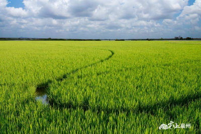 襄州：创新新型农业经营主体    助力乡村产业振兴