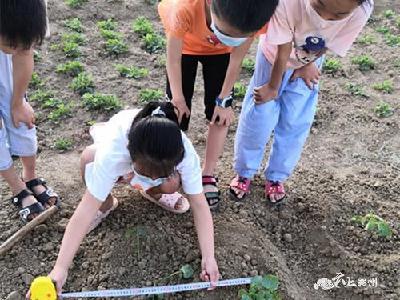 让科技的种子在学生心中生根开花结果 ——双沟镇回民小学太空种子种植喜获丰收