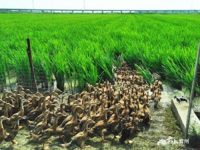 襄州：稻花香里说丰年 “稻鸭共作”亩平增收2000元  