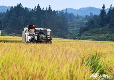 今年秋粮有望再获丰收：种植面积增加 长势总体正常