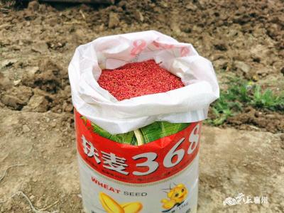 襄阳襄州区152万亩小麦秋播生产全面展开