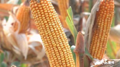 襄州80万亩玉米喜获丰收 