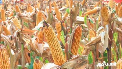 襄州80万亩玉米喜获丰收