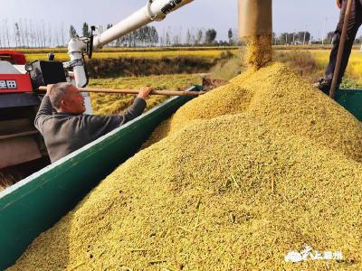 2020年全区粮食总产量126.57万吨 连续两年位居全省第一