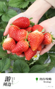 相约“红颜”~“莓”好时光从这一“颗”开始！襄州草莓园采摘走起~~~