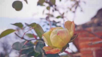和我一起，做一顿家乡的“辣菜饭”