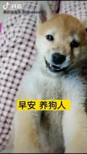 早安，养狗人