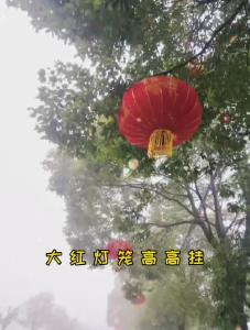 大红灯笼高高挂  喜气洋洋迎新春
