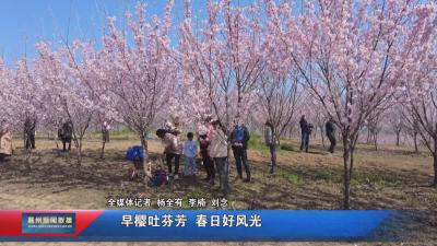 早樱吐芬芳  春日好风光