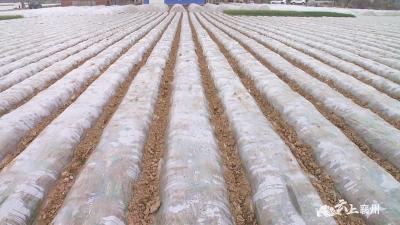 襄州：马铃薯盖上双膜早迎春 种出“万元田”