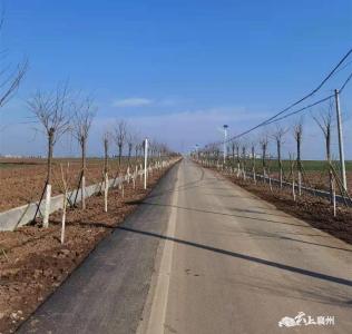 伙牌镇：四措并举扮靓绿色家园