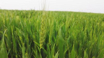 农技专家来支招 小麦赤霉病防治刻不容缓