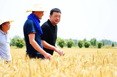 襄州：化肥农药实现“双减”  小麦每亩节本增收50元