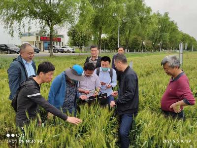 全国农技中心首席专家来襄州区调研小麦病虫害发生防治情况