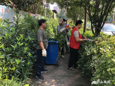 黄台社区开展绿化带清理工作