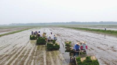 【为什么是襄州】农业插上“科技”翅膀  襄州全力推进农业现代化