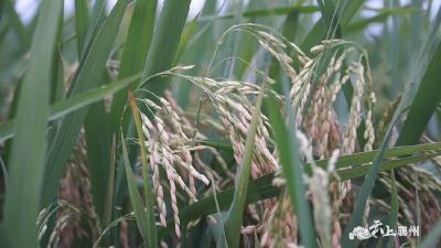 【喜迎丰收节】黄龙镇黄沟村：发展水稻产业 农企合作促增收