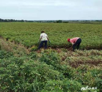 【喜迎丰收节】峪山镇起垄花生喜获丰收