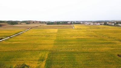 亩产近1300斤 张伙村2209亩旱稻喜获丰收
