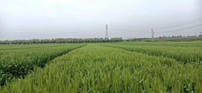 2021-2022年襄州区小麦高质量生产指导意见