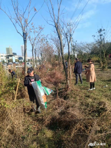 筑牢生态安全屏障 清理黄花正当时