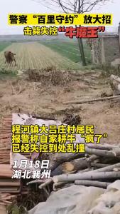 警察“百里守约”放大招击毙失控“牛魔王”