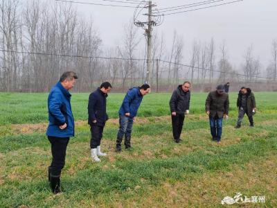 省植保总站专家到襄州区调研指导小麦条锈病防控工作