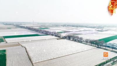 襄州区张家集镇：万绿丛中点银装 白浪翻涌春耕忙