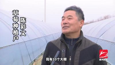 “莓”好日子有奔头